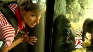 Leave us alone Gorilla gets mad at WXII photographer [upl. by Carmencita]