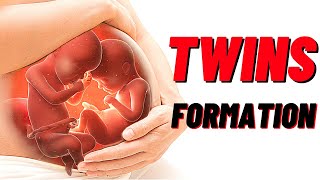 How Twins Are Formed In Humans Animation Identical and Fraternal Twins [upl. by Minor94]