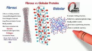 Amino Acids 10 Comparing Fibrous and Globular Proteins [upl. by Atthia95]