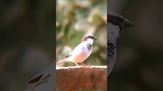 Why Sparrows Are the Most Villainous Birds [upl. by Anoiek]