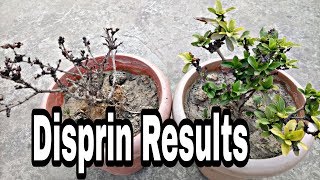 Use disprin and see the result  aspirin results in plants  Good Or Bad [upl. by Ermey]