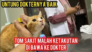 Astagfirullah Kucing Tom Malah Sakit Harus Di Bawa Ke Dokter [upl. by Heise]