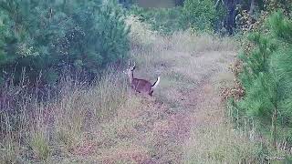 DEER HUNTING WITH DOGS MISSED A FAST MOVER BUT GOT MEAT DOWN [upl. by Khajeh670]