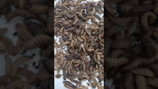 black fly larva larva blackfly work petstore bugs Flys shorts [upl. by Adnarb]