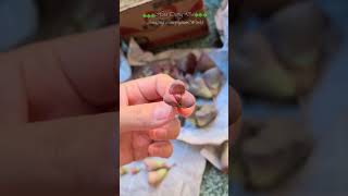 hoatrongdashop lithops succulents [upl. by Damalis191]