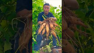 So awesome yacon root harvest from farmer [upl. by Eliezer]