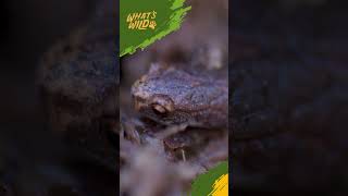 Learn about the 4Toed Salamander 🦎 whatswild wildlifeconservation scetvdigital [upl. by Gridley]