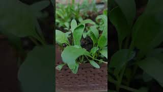 Palong shagk 💚viralvideo garden [upl. by Libbna]