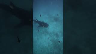 WHALE SHARK SNORKELING  HANIFARU BAY MALDIVES [upl. by Anirba318]