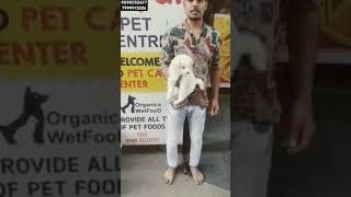 Cute White Pomeranian puppy आपको बी चाहिए सेम ऐसा cute puppy आ जाओ Dayal pet shop bhopal dog shop [upl. by Mansfield]