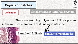 Peyer of patches in small intestine  Defination composition and functions of peyer of patches [upl. by Magan]