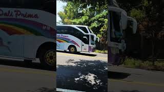 Dali Prima Tour Bus automobile buspariwisata busindonesia basuri busartis [upl. by Enimassej]