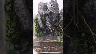 Waterfall terrarium build [upl. by Orms630]