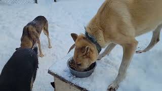 Fresh snow Thursday December 5th 2024 [upl. by Mar944]