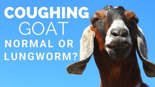 Coughing Goat Good or Bad Cough Serious or Nothing at all Goat Cold  Lungworms in Goats  Cud [upl. by Nilok]