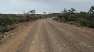 FoxRoo  Road from Arkaroola to Copley [upl. by Letsyrc]