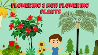 how we differentiate between flowering and non flowering plantslearnwithfunscience [upl. by Harriot378]