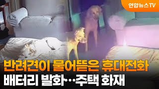 반려견이 물어뜯은 휴대전화 배터리 발화…주택 화재  연합뉴스TV YonhapnewsTV [upl. by Meeks]