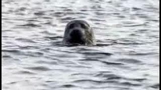 Seal Popping Head Out Of The Water On Visit To The Coast Of Isle of Iona Inner Hebrides Scotland [upl. by Ping]