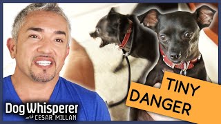 Cesar Millan vs Insecure Biting Dog  Season 9 Episode 11  Dog Whisperer [upl. by Graff]