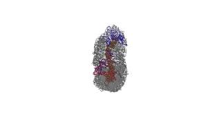 3D structure of mitotic chromosomes [upl. by Bennink509]