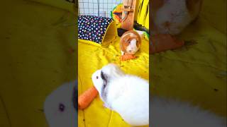 Guinea Pigs Eat Carrots 🥕 guineapigfood [upl. by Gerdeen]