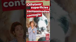 TOS de las PERRERAS ¿por qué es tan contagiosa 🐶 youtubeshorts perros [upl. by Garrik686]