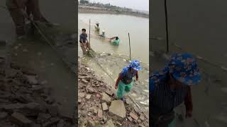 🔴 Trực tiếp cảnh thu hoạch ao Cá Rô Phi khủng ở Miền Bắc Hà Nội harvesting tilapia ThủySảnWork [upl. by Enytsirk168]