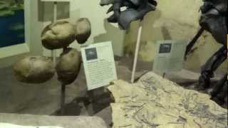 Eocene display at the Smithsonion National Museum of Natural History HD [upl. by Dall198]