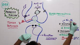 FISIOLOGÍA  Acetilcolina [upl. by Eniledam852]