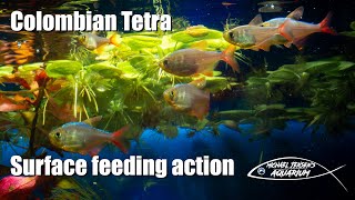 Colombian Tetra  surface feeding action [upl. by Vyse287]