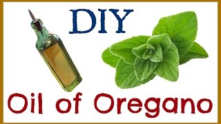 How to Make Oil of Oregano [upl. by Ahsetra]