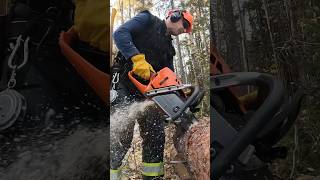 Husqvarna 572xp rips chainsaw husqvarnachainsaw firewood lumberjack logging treework [upl. by Rus]