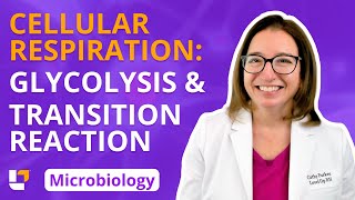 Cellular Respiration Glycolysis amp Transition Reaction Microbio Microbiology  LevelUpRN [upl. by Arahd772]