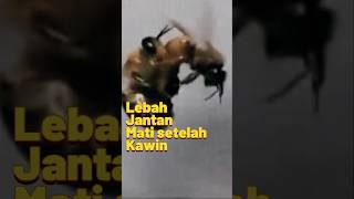 LRBAH JANTAN MATI SETELAH KAWIN [upl. by Anirb]