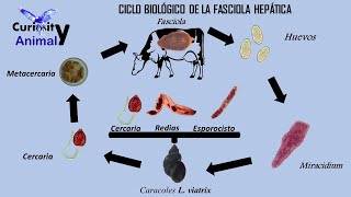 Ciclo de biológico de la Fasciola Hepática [upl. by Eugilegna448]