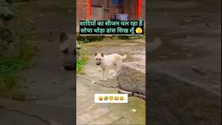 Sadiyo ka sijan chal raha he yt shorts dog funny entertainment [upl. by Secrest]