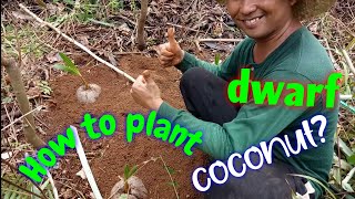 How to plant dwarf coconut in 3 different ways [upl. by Mcbride979]