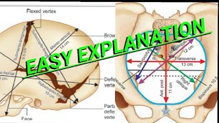 Fetal skull  Maternal pelvis  important dimensions  obstetrics  made easy  by Dr Arya jha [upl. by Akzseinga]