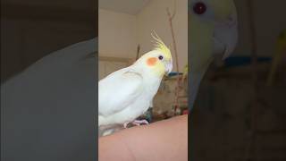 Our Tamed Cockatiel [upl. by Selim]