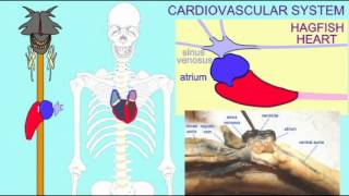 CRANIATE ANATOMICAL FEATURES 1 [upl. by Alimat]