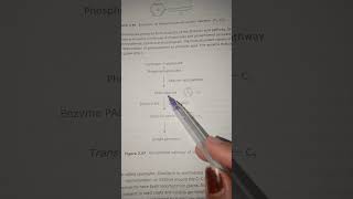 Biosynthesis pathway of phenolic biochemistry  shorts [upl. by Royden]