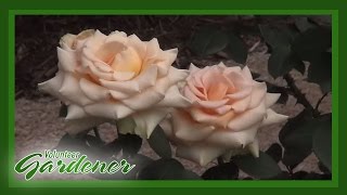 Types Of Roses  Volunteer Gardener [upl. by Tewell355]