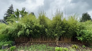 Clumping Bamboo As a Hedge  Robusta and Scabrida  Bamboo that Thrives in Full Sun [upl. by Yup]