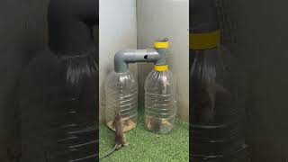 Best home mouse trapgood trap plastic bottle rat mousetrap rattrap [upl. by Anelhtak]