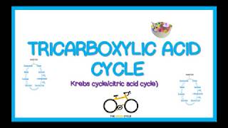 TRICARBOXYLIC ACID CYCLE KREBS CYCLE simplified [upl. by Tita756]