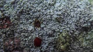 Lichen 1 of four white crustose lichens on sandstone capstone of Settle Swimming Pool Wall [upl. by Penni]