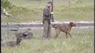 Chesapeake Bay Retriever Master Hunt Test [upl. by Ruthi574]