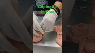 Salpingitis In Cow reproduction gynaecology biology veterinaryeducation [upl. by Weaver388]