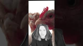 Ozzy Osbourne  Chicken Massacre 😳🐣 ozzyosbourne blacksabbath rockmusic shorts [upl. by Acceb]